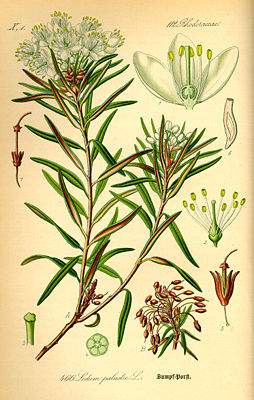 (Sumpf-)Porst (Rhododendron tomentosum)