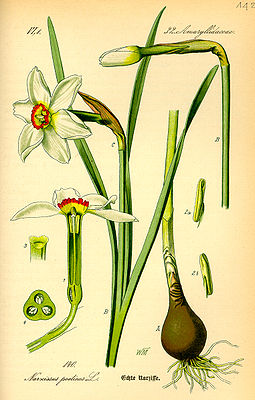 Weiße Narzisse, auch Dichternarzisse genannt (Narcissus poeticus)