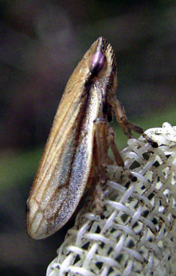 Grasschaumzikade (Neophilaenus lineatus f. typica)