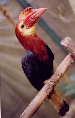 Panayhornvogel (Aceros waldeni)