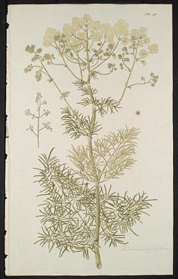 Glänzende Wiesenraute (Thalictrum lucidum), Illustration