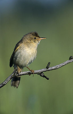 Sumpfrohrsänger (Acrocephalus palustris)