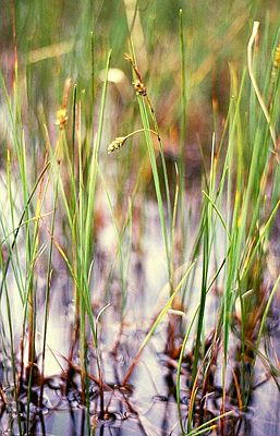 Schlamm-Segge (Carex limosa)