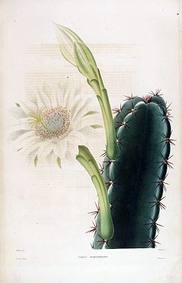 Cereus hexagonus00.jpg