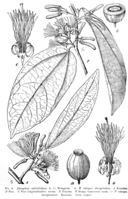 Illustration von Alangium salviifolium aus Englers „Das Pflanzenreich“