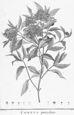 Cornus racemosa, Illustration aus L’Héritiers Cornus : specimen botanicum ..., dort als Cornus paniculata