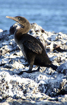 Galapagosscharbe (Phalacrocorax harrisi)
