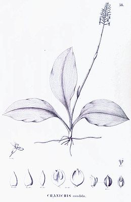 Cranichis candidaIllustration aus Martius' Flora Brasiliensis