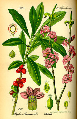 Echter Seidelbast (Daphne mezereum), Illustration