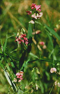 Wilde Platterbse  (Lathyrus sylvestris)