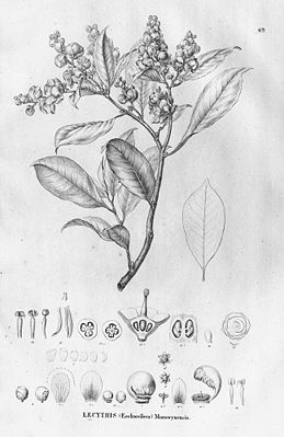 Lecythis chartacea, Illustration.