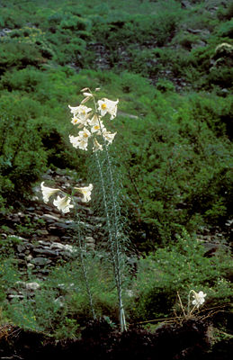 Königs-Lilie (Lilium regale) in China