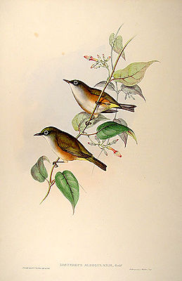 Weißbrust-Brillenvogel (Zosterops albogularis)Illustration Elizabeth Gould, aus The Birds of Australia Vol. XIII, 1869