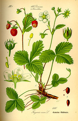 Illustration Wald-Erdbeere