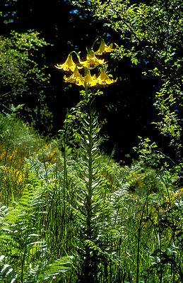 Lilium rhodopeum