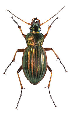 Goldlaufkäfer (Carabus auratus)