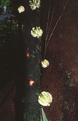 Früchte der kaulifloren Art Carpotroche platyptera.