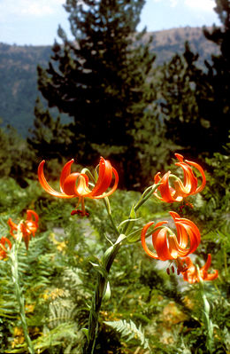 Chalzedonische Lilie (Lilium chalcedonicum)