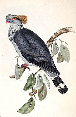 Hauben-Fruchttaube (Lopholaimus antarcticus); Lithographie aus The Birds of Australia vol. V, 1848 von Elizabeth Gould