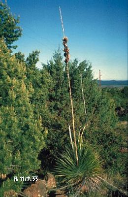 Yucca elata subsp. verdiensis in Arizona
