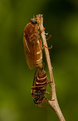 Stinkfliegen (Coenomyia ferruginea)