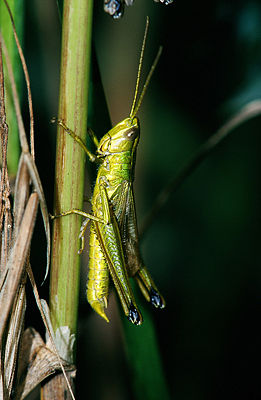 Männchen der Großen Goldschrecke (Chrysochraon dispar)