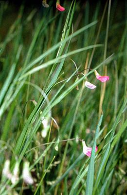 Gras-Platterbse (Lathyrus nissolia)