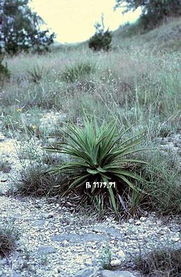 Yucca rupicola typische Pflanze in Texas