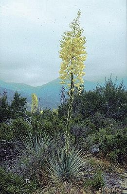 Yucca whipplei subsp. intermedia mit Blütenstand im Mai in Kalifornien