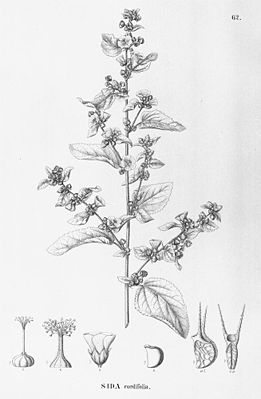 Sandmalve (Sida cordifolia), Illustration.
