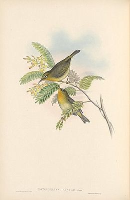 Dünnschnabel-Brillenvogel - Zeichnung von John Gould