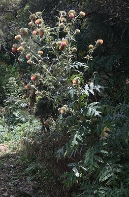 Cirsium subcoriaceum, Cordillera de Talamanca, Costa Rica