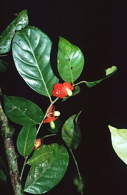 Heisteria acuminata, unreife Früchte