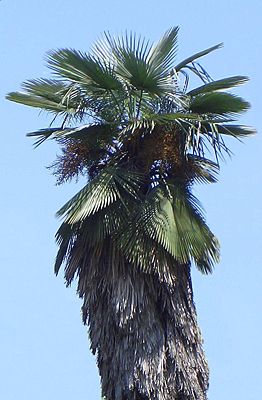 Trachycarpus takil im Botanischen Garten von Rom