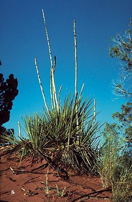 Yucca angustissima subsp. kanabensis, typisches Exemplar in Utah