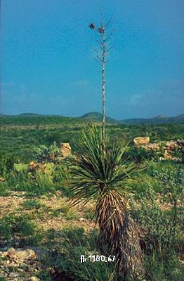 Yucca constricta mit Stamm in Texas