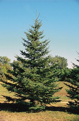 Weiß-Fichte (Picea glauca)