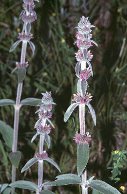 Deutscher Ziest (Stachys germanica)