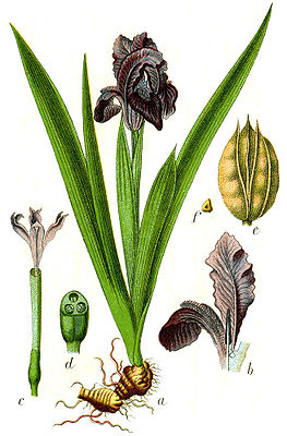 Iris pumila Sturm60.jpg