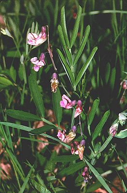 Berg-Platterbse  (Lathyrus linifolius)