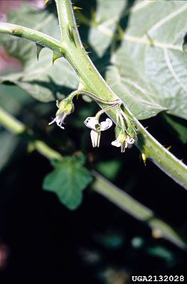 Solanum viarum