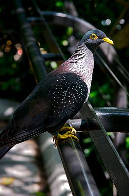 African Olive Pigeon.jpg