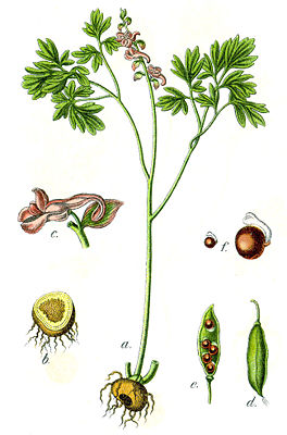 Hohler Lerchensporn (Corydalis cava)