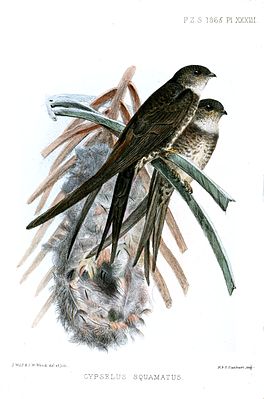 Gabelschwanzsegler (Tachornis squamata)