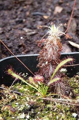 Drosera silvicola, exhibition in Botanical garden Brno.JPG