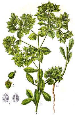 Sichelblättrige Wolfsmilch (Euphorbia falcata)
