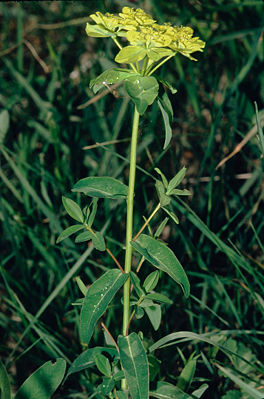 Warzen-Wolfsmilch (Euphorbia verrucosa)