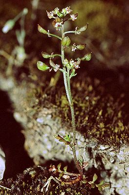 Kleine Felskresse (Hornungia petraea)