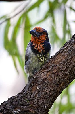 Lybius torquatus -South Africa-8a.jpg