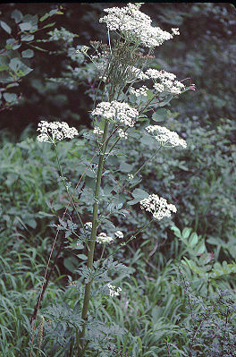 Österreichischer Rippensame (Pleurospermum austriacum)